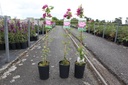 Clematis 'Ville de Lyon' cont. 3L high 80-100 cm +ф
