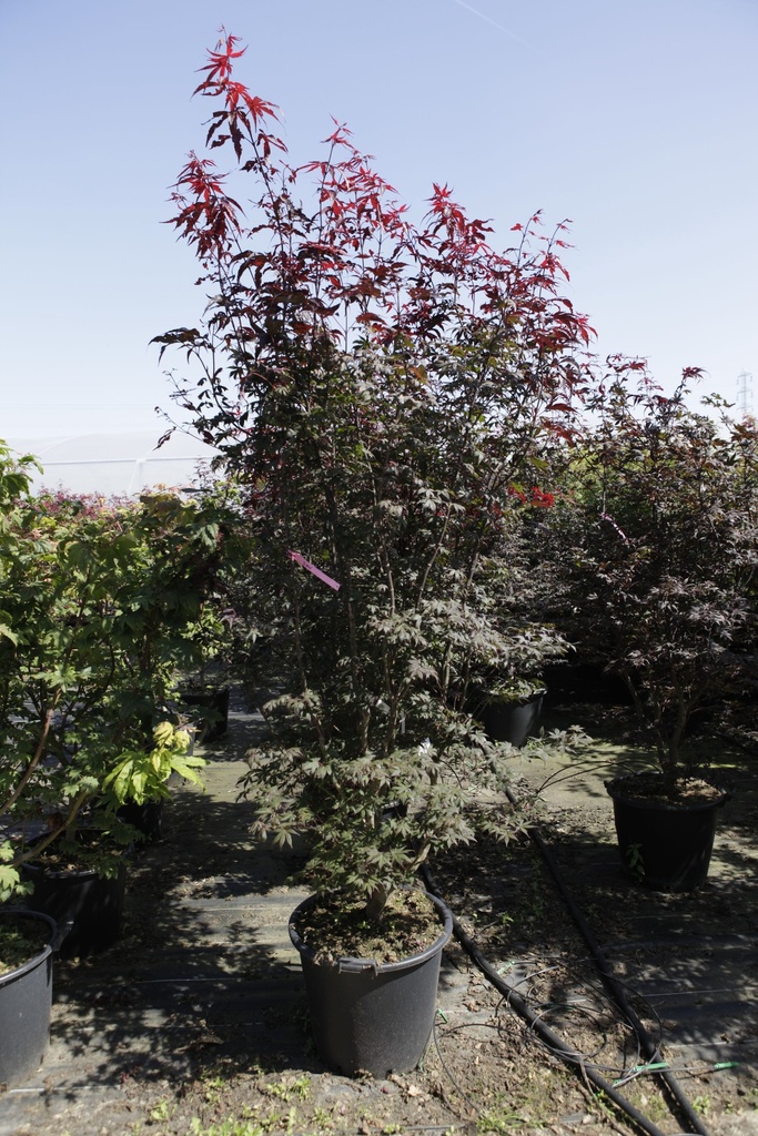 [P] Acer palmatum 'Bloodgood' cont. 50L 175/+ cm