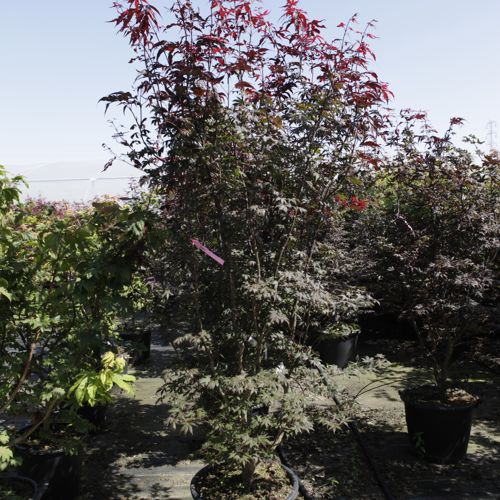 [P] Acer palmatum 'Bloodgood' cont. 50L 175/+ cm