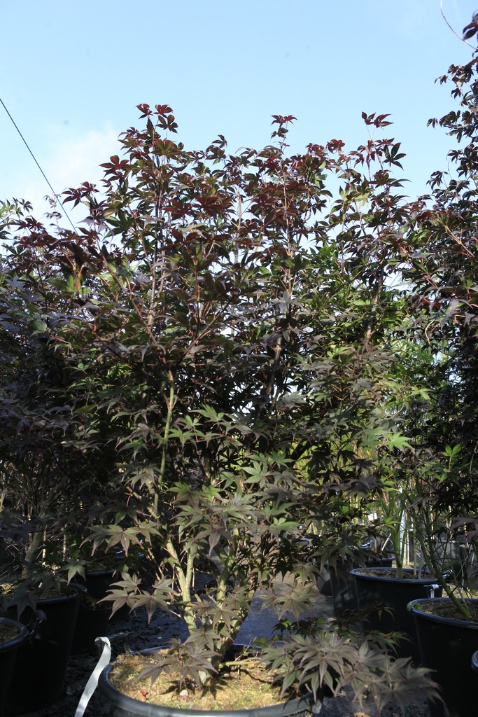 Acer palmatum 'Bloodgood' cont. 50L 175/+ cm