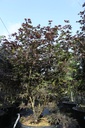 Acer palmatum 'Bloodgood' cont. 50L 175/+ cm