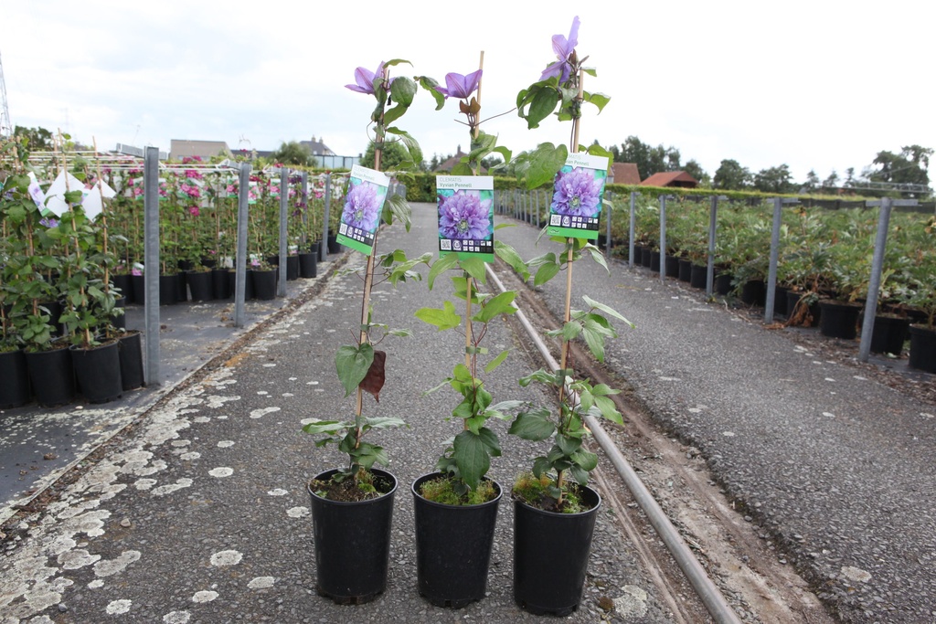 Clematis 'Vyvyan Pennell' cont. 3L haut 80-100 cm +p