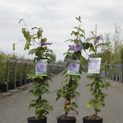 [P] Clematis 'Vyvyan Pennell' cont. 3L high 80-100 cm +p