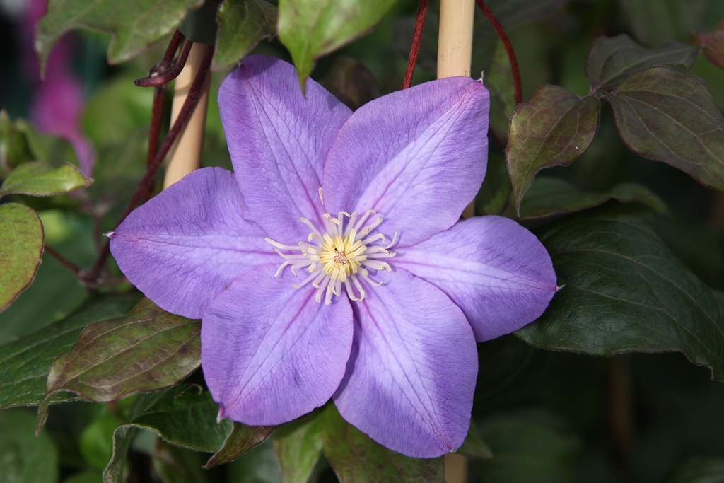 [P] Clematis 'Vyvyan Pennell' cont. 3L hoch 80-100 cm +B