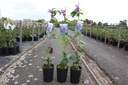 Clematis 'Vyvyan Pennell' cont. 3L high 80-100 cm +p