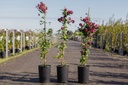 Clematis viticella 'Purpurea Plena Elegans' cont. 3L high 80-100 cm +ф