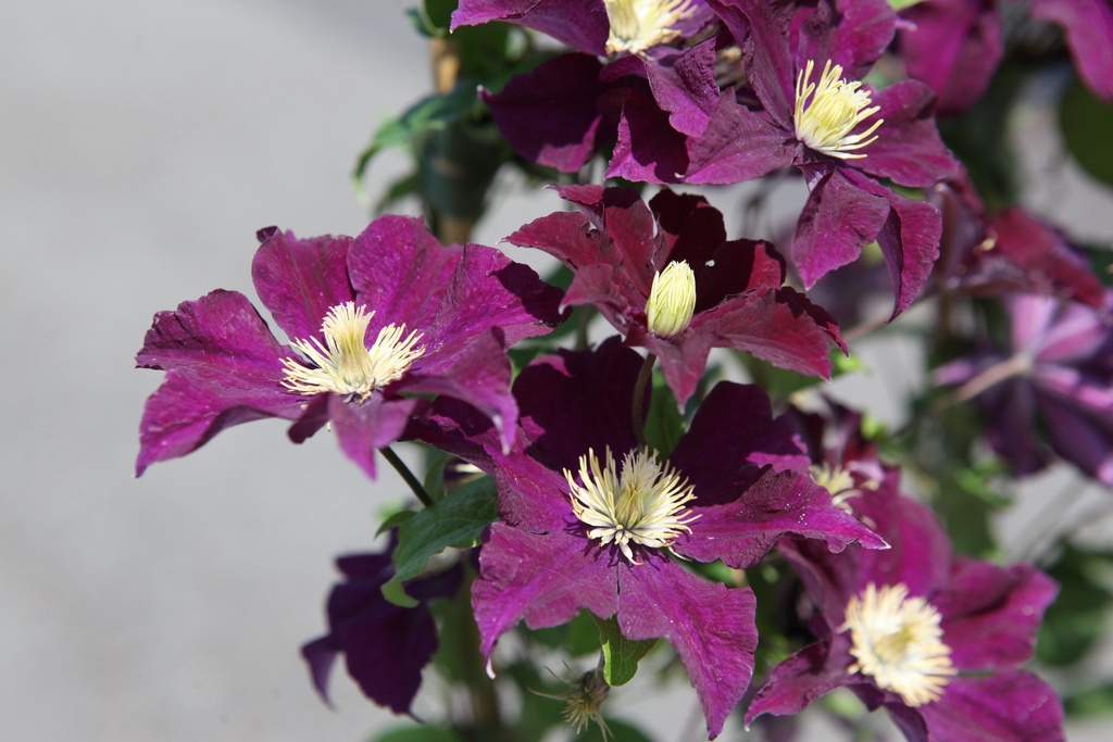 Clematis 'Warszawska Nike' cont. 3L high 80-100 cm +p