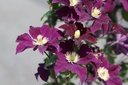 Clematis 'Warszawska Nike' cont. 3L high 80-100 cm +p