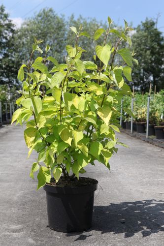 [P] Cornus alba 'Aurea' cont. 10L 80-100 cm +B