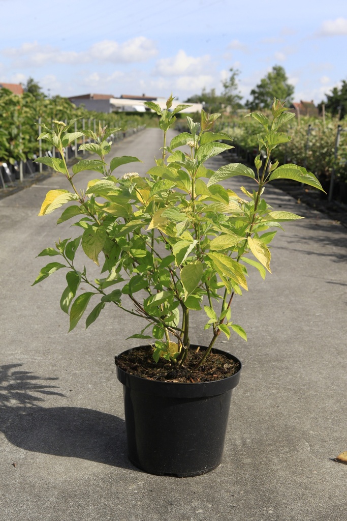 [P] Cornus alba 'Aurea' cont. 10L 80-100 cm +p
