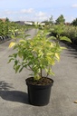 Cornus alba 'Aurea' cont. 10L 80-100 cm +p