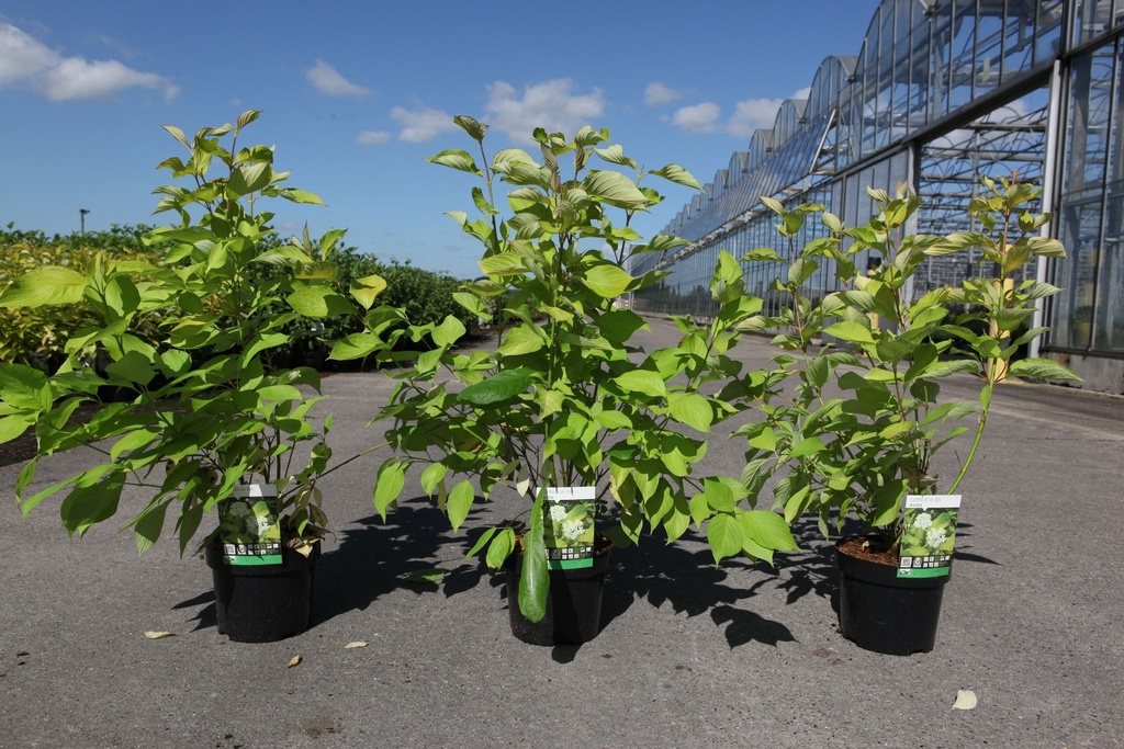 [P] Cornus alba 'Aurea' cont. 3,6L 60-80 cm +p