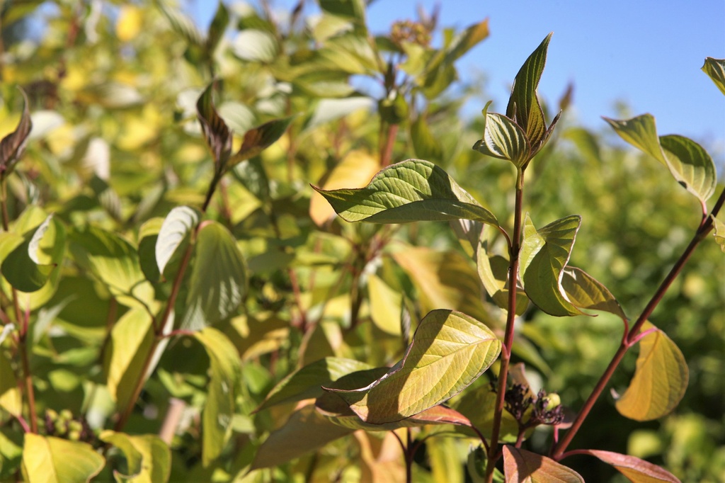 Cornus alba 'Aurea' cont. 0,5L (P10,5) plantgoed