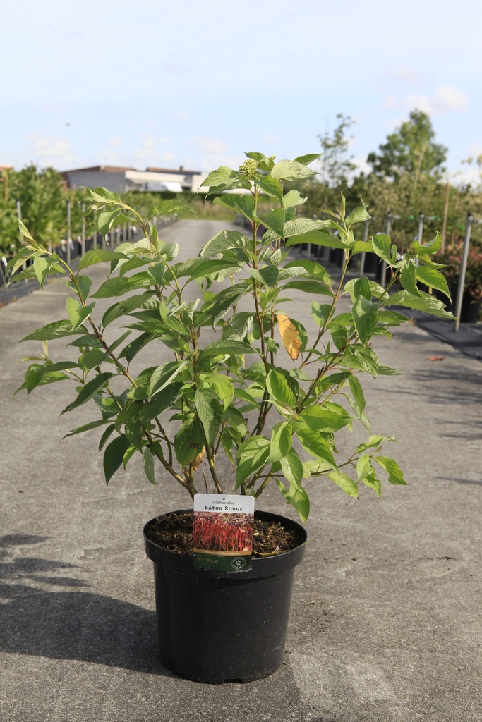 Cornus alba BATON ROUGE® (PBR) cont. 10L 80-100 cm +p