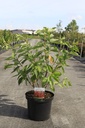 Cornus alba BATON ROUGE® (PBR) Kont. 10L 80-100 cm +B