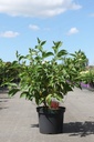 Cornus alba BATON ROUGE® (PBR) cont. 10L 80-100 cm +ф