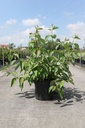 Cornus alba BATON ROUGE® (PBR) cont. 10L 80-100 cm +f