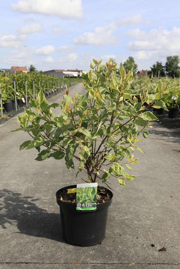 [P] Cornus alba 'Cream Cracker' (PBR) cont. 10L 80-100 cm +ф