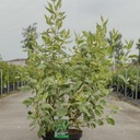 Cornus alba 'Cream Cracker' (PBR) cont. 10L 80-100 cm +ф