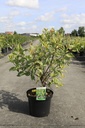 Cornus alba 'Cream Cracker' (PBR) cont. 10L 80-100 cm +f