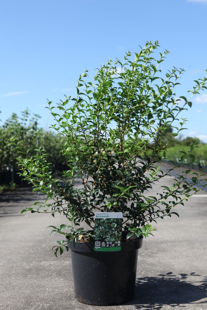 Osmanthus burkwoodii Kont. 10L 80-100 cm +B