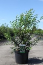 Osmanthus burkwoodii cont. 10L 80-100 cm +f