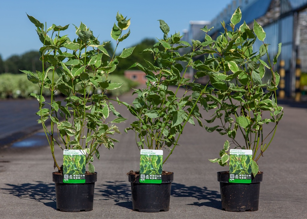 [P] Cornus alba 'Cream Cracker' (PBR) cont. 3,6L 50-60 cm +ф