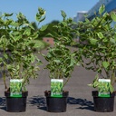Cornus alba 'Cream Cracker' (PBR) cont. 3,6L 50-60 cm +B