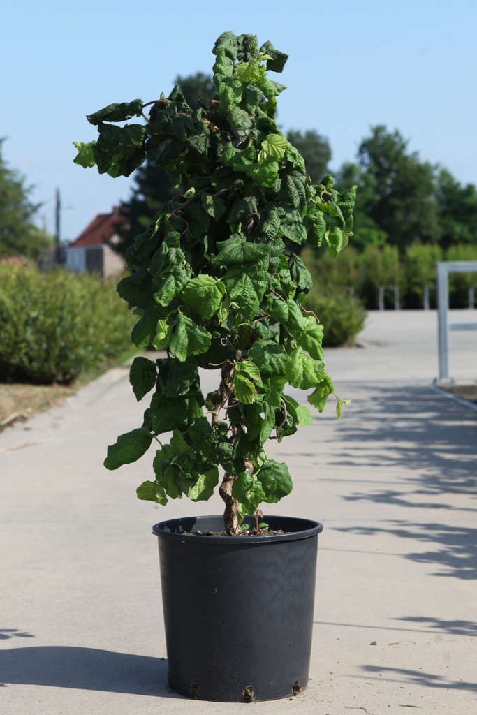 [P] Corylus avellana 'Contorta' cont. 18L 100/+ cm +f