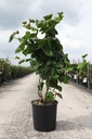 Corylus avellana 'Contorta' cont. 18L 100/+ cm +ф