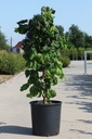Corylus avellana 'Contorta' cont. 18L 100/+ cm +ф