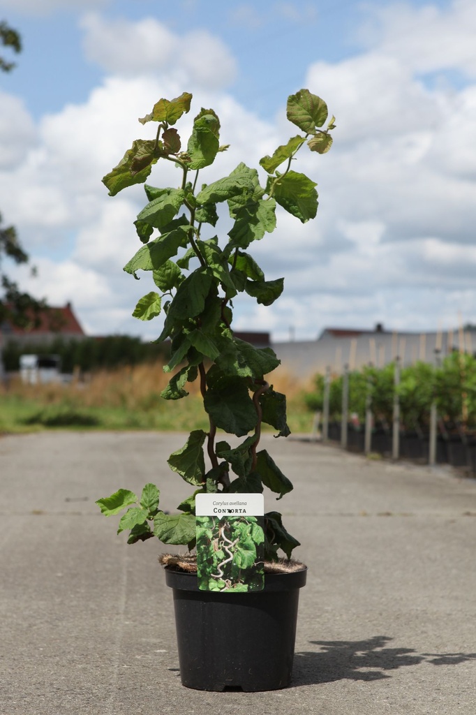 [P] Corylus avellana 'Contorta' cont. 4L 50-60 cm +B