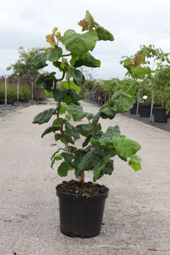 Corylus avellana 'Contorta' cont. 4L 50-60 cm +p