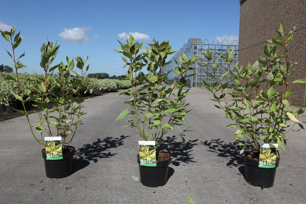 Cornus alba 'Gouchaultii' cont. 3,6L 60/+ cm +f