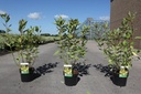 Cornus alba 'Gouchaultii' cont. 3,6L 60/+ cm +B