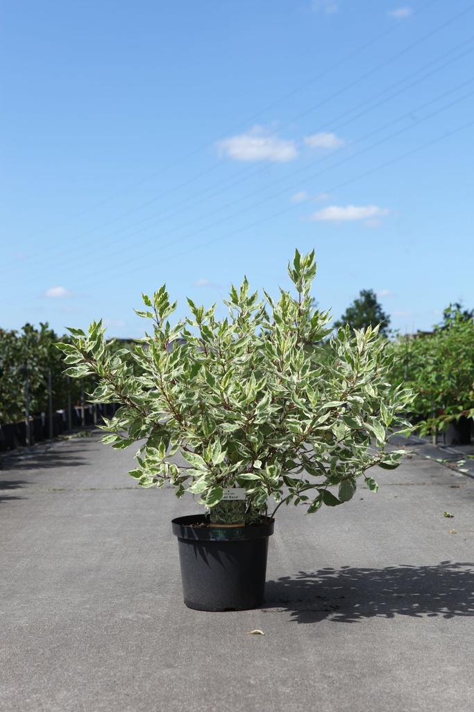 Cornus alba IVORY HALO® (PBR) cont. 10L 80/+ cm +ф