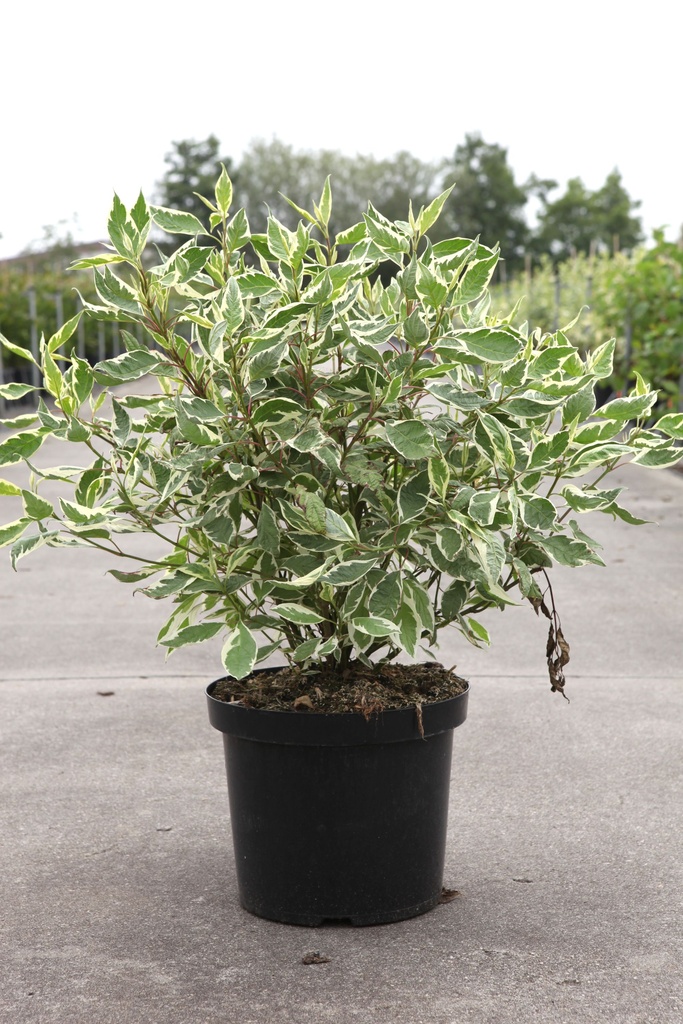 Cornus alba IVORY HALO® (PBR) cont. 10L 80/+ cm +B