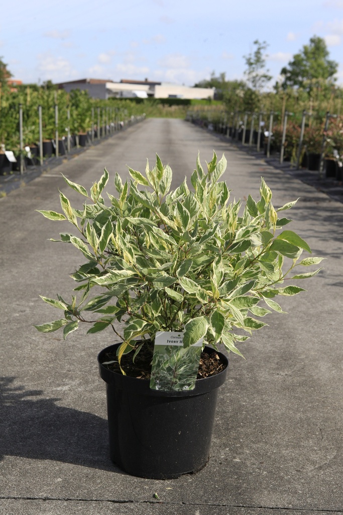 [P] Cornus alba IVORY HALO® (PBR) cont. 10L 80/+ cm +B