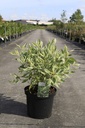Cornus alba IVORY HALO® (PBR) Kont. 10L 80/+ cm +B