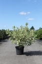 Cornus alba IVORY HALO® (PBR) cont. 10L 80/+ cm +ф