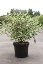 Cornus alba IVORY HALO® (PBR) cont. 10L 80/+ cm +B