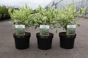 Cornus alba IVORY HALO® (PBR) cont. 3,6L 60/+ cm +f