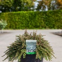 Cotoneaster adpressus 'Little Gem (Tom Thumb)' cont. 10L 40-50 cm +ф