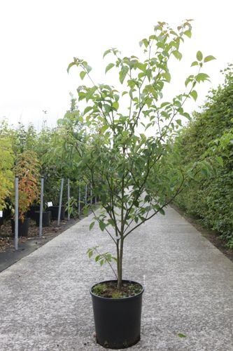Cornus alternifolia cont. 18L 125/+ cm +p