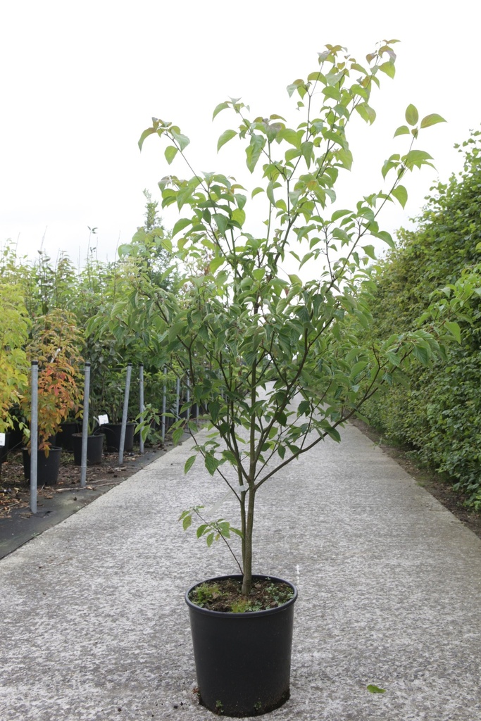 [P] Cornus alternifolia cont. 18L 80-100 cm +p