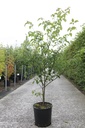 Cornus alternifolia cont. 18L 80-100 cm +p