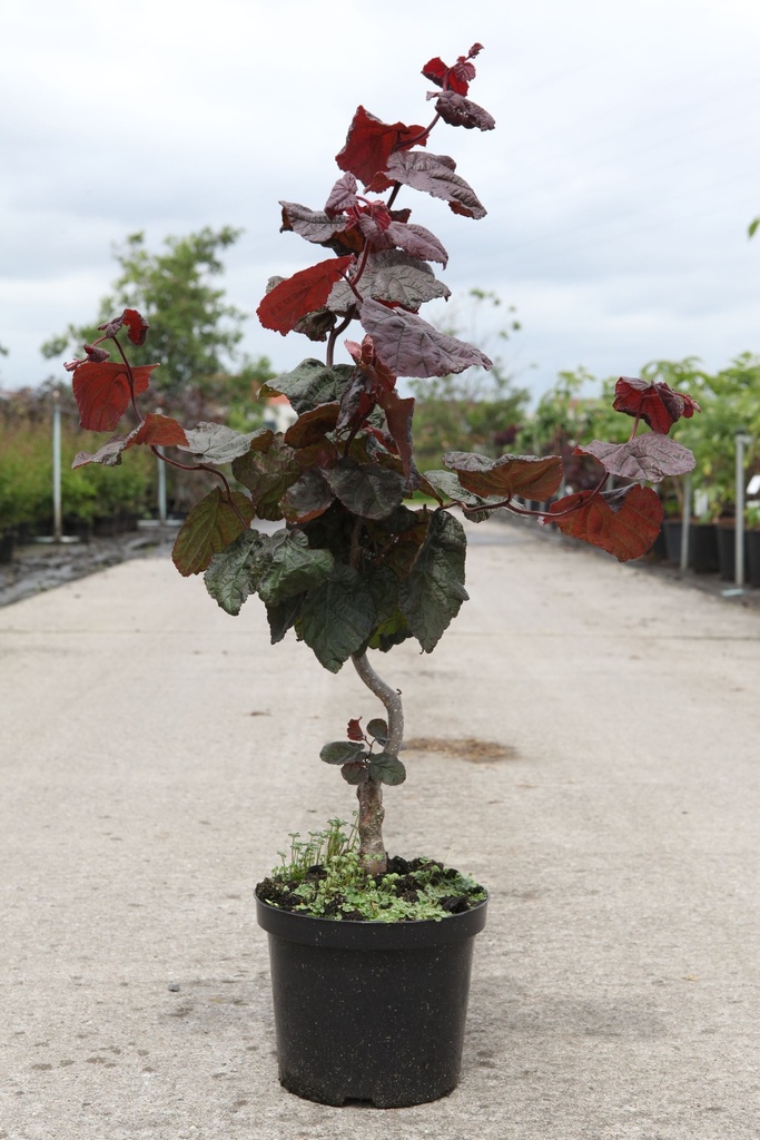 [P] Corylus avellana 'Red Majestic' (PBR) cont. 4L 50/+ cm +p
