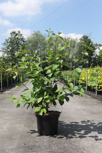 [P] Cornus alba 'Sibirica' cont. 10L 80-100 cm +B