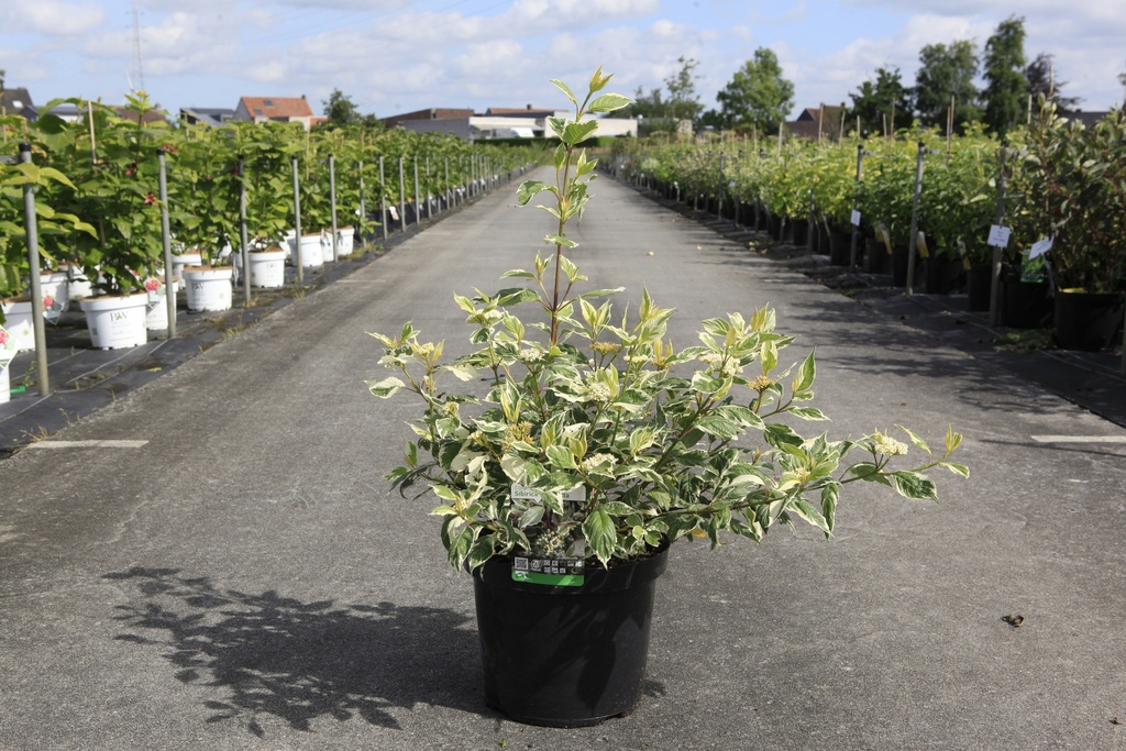 [P] Cornus alba 'Sibirica' cont. 10L 80-100 cm +p