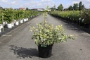 Cornus alba 'Sibirica' cont. 10L 80-100 cm +f